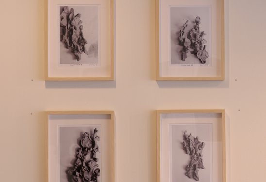 Ljósmyndaserían "Clusterfuck".